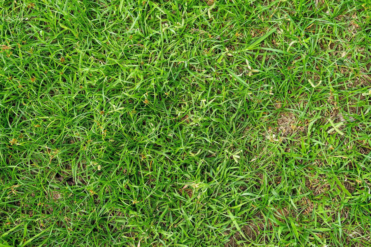 Green grass texture for background. Green lawn pattern and texture background. photo