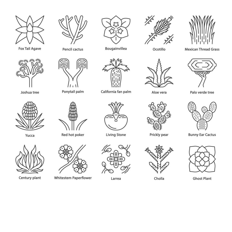 Conjunto de iconos lineales de plantas del desierto. flora exótica. cactus del desierto de california, hierba, árboles. suculentas americanas y mexicanas. símbolos de contorno de línea fina. ilustraciones de contorno de vector aislado. trazo editable