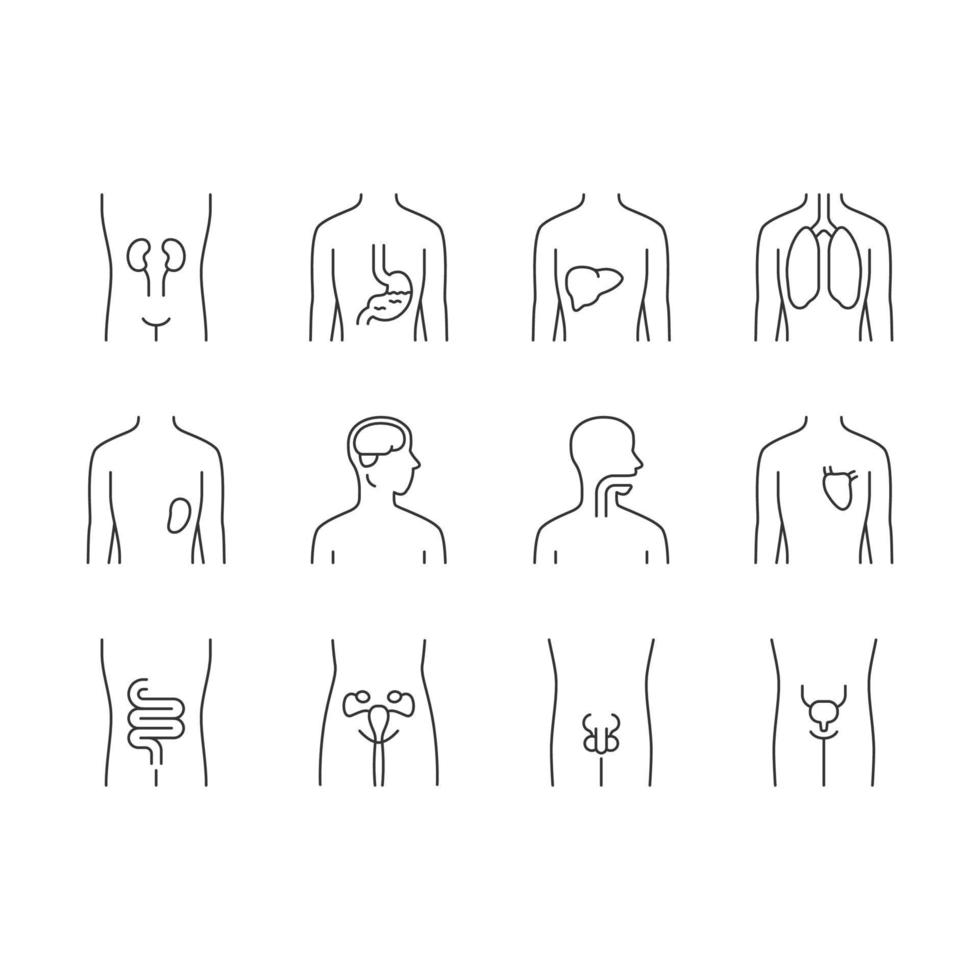 Healthy human organs linear icons set. Throat and lungs in good health. Functioning heart and urinary bladder. Thin line contour symbols. Isolated vector outline illustrations. Editable stroke