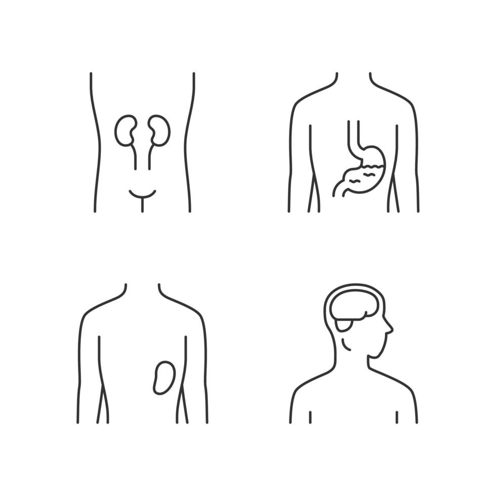 Conjunto de iconos lineales de órganos humanos sanos. riñón y bazo en buen estado de salud. funcionamiento del estómago. símbolos de contorno de línea fina. ilustraciones de contorno de vector aislado. trazo editable