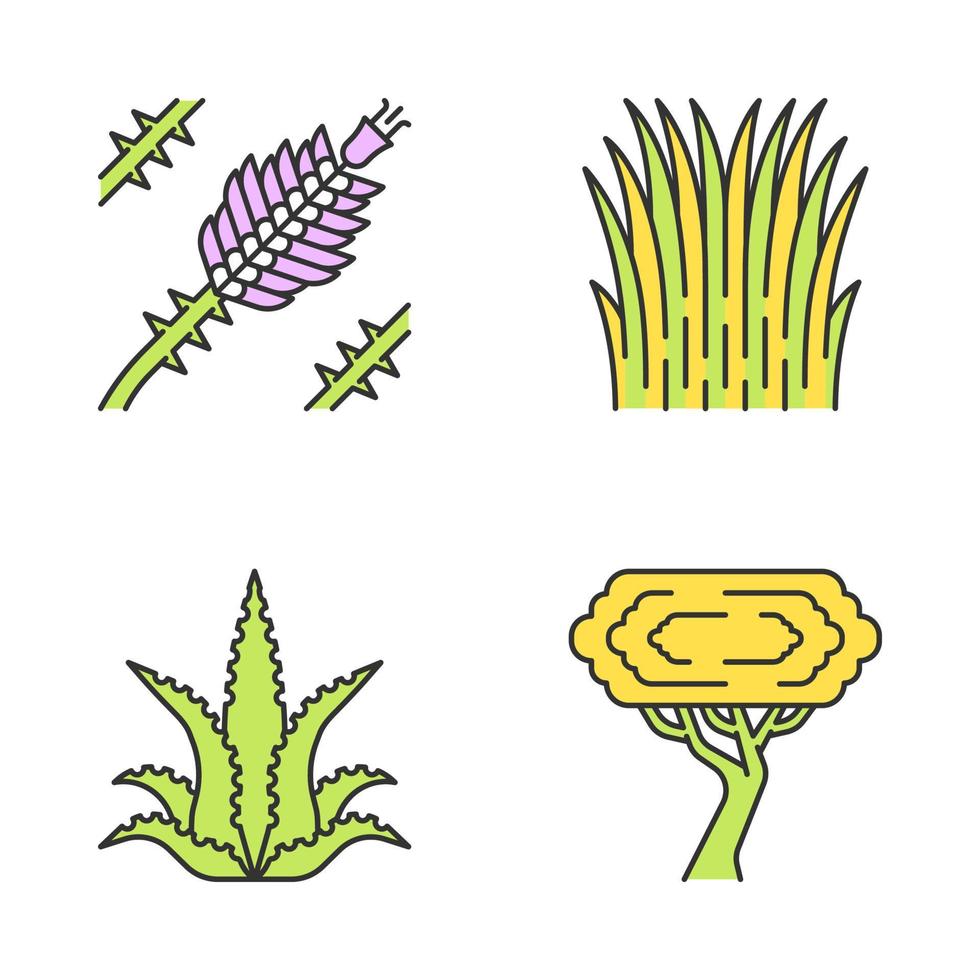 Desert plants color icons set. Exotic flora. Ocotillo, Mexican thread grass, aloe vera, palo verde tree. Isolated vector illustrations