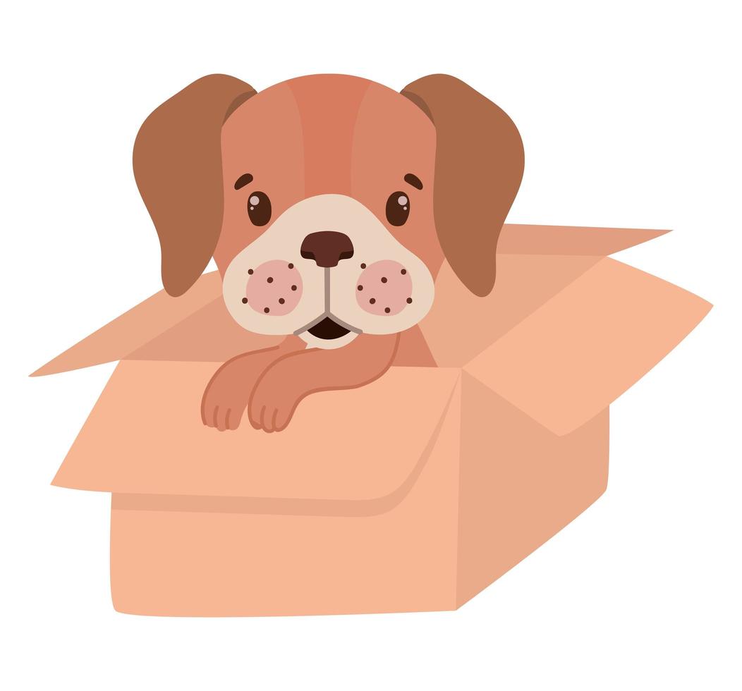 pup in a box vector