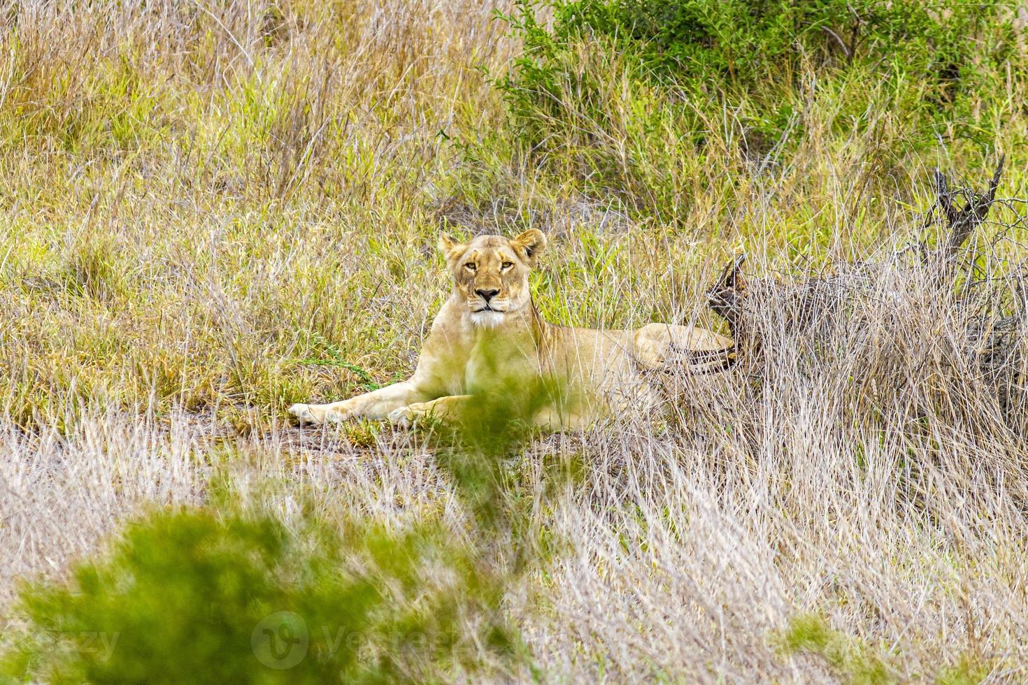 león en safari en mpumalanga kruger national park sudáfrica. foto