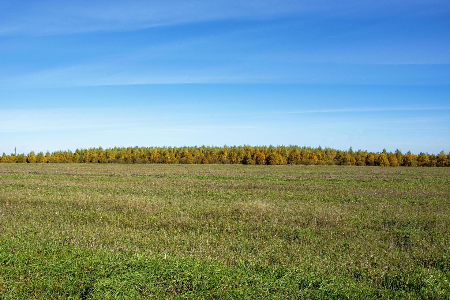 Autumn forest. Horizon. Natural background. A field overgrown with grass. photo