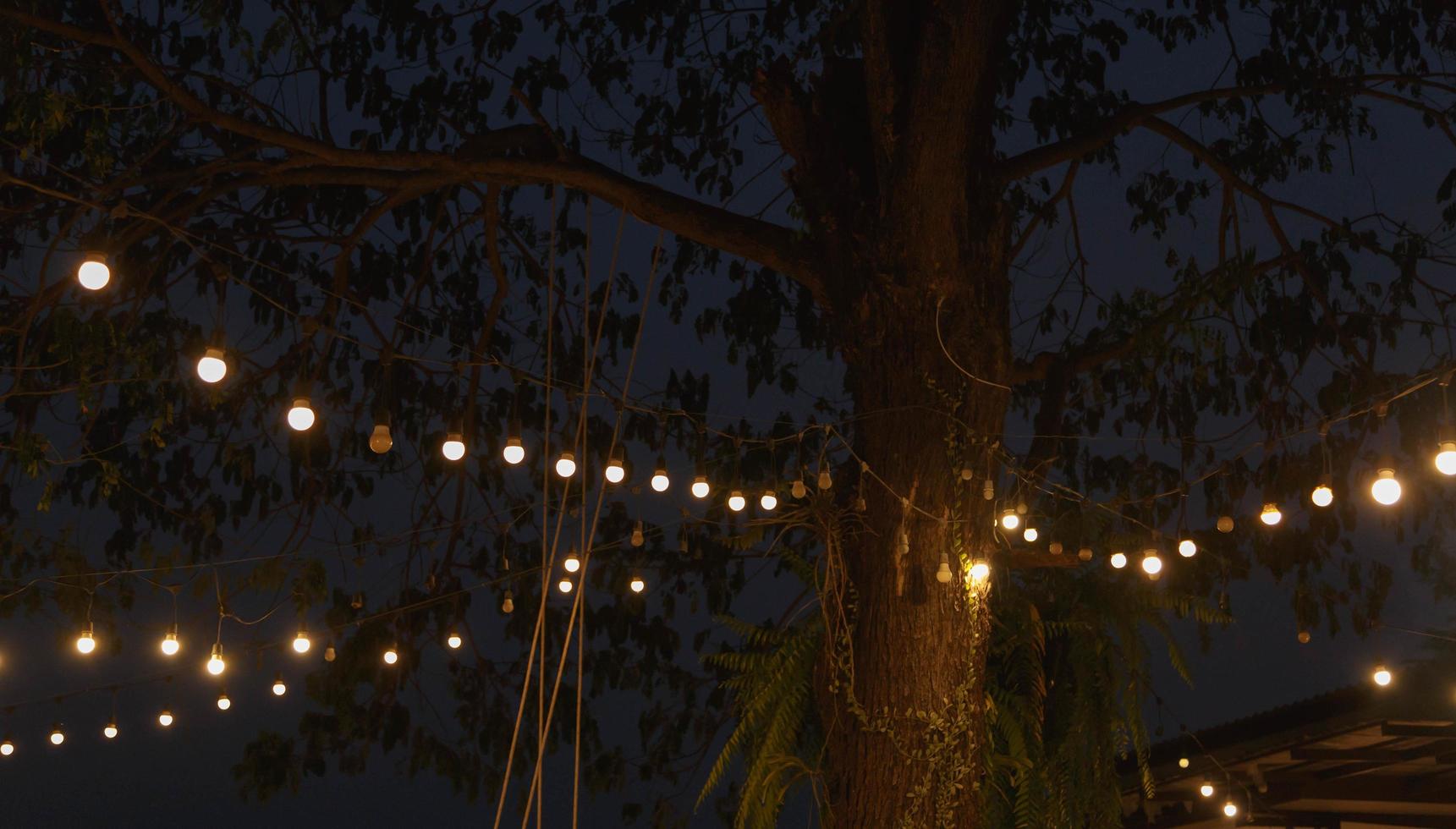 Vintage light bulbs hanging from the trees At night photo