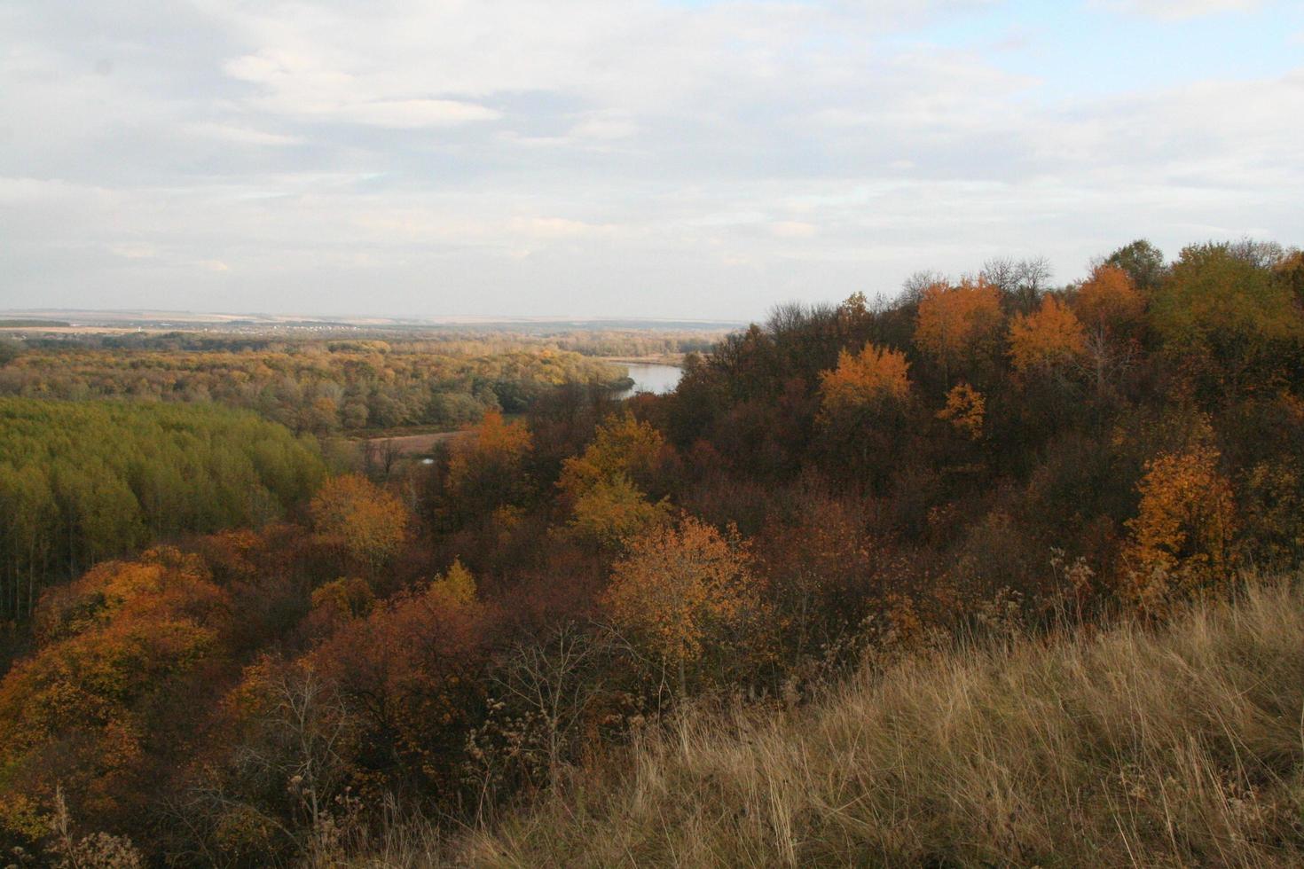 bosque de otoño. paisaje de la naturaleza foto