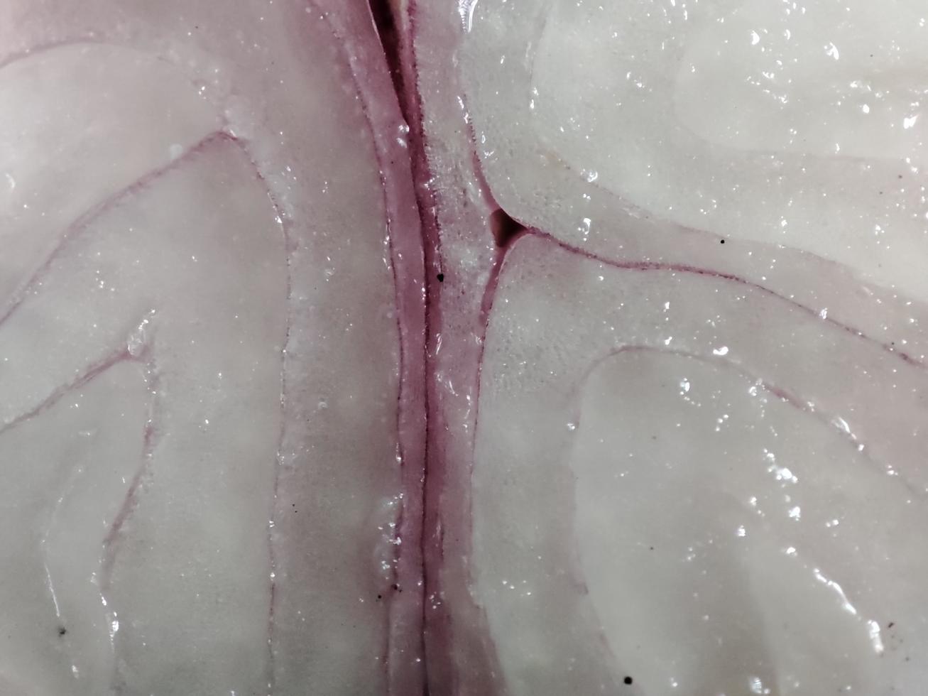 Ripe onion slice. closeup view photo