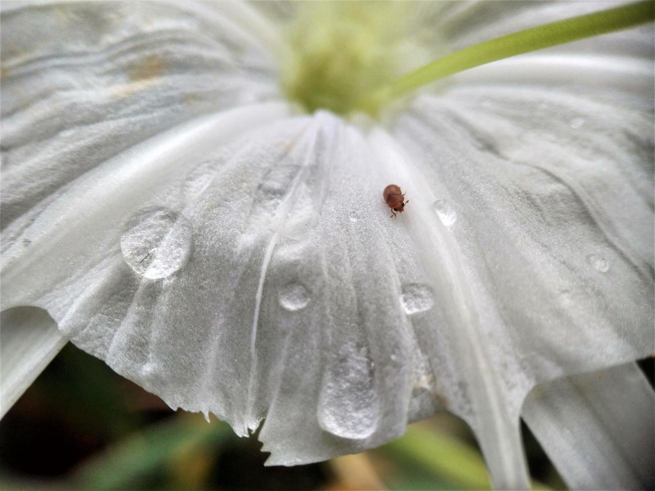 Hymenocallis speciosa flower photo