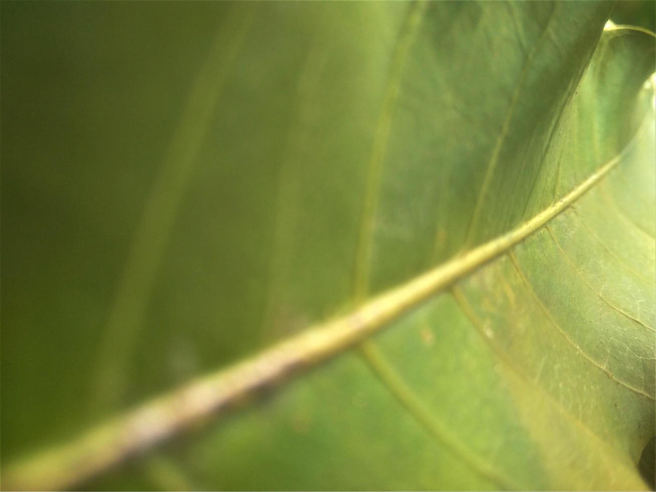 leaf background with natural theme photo