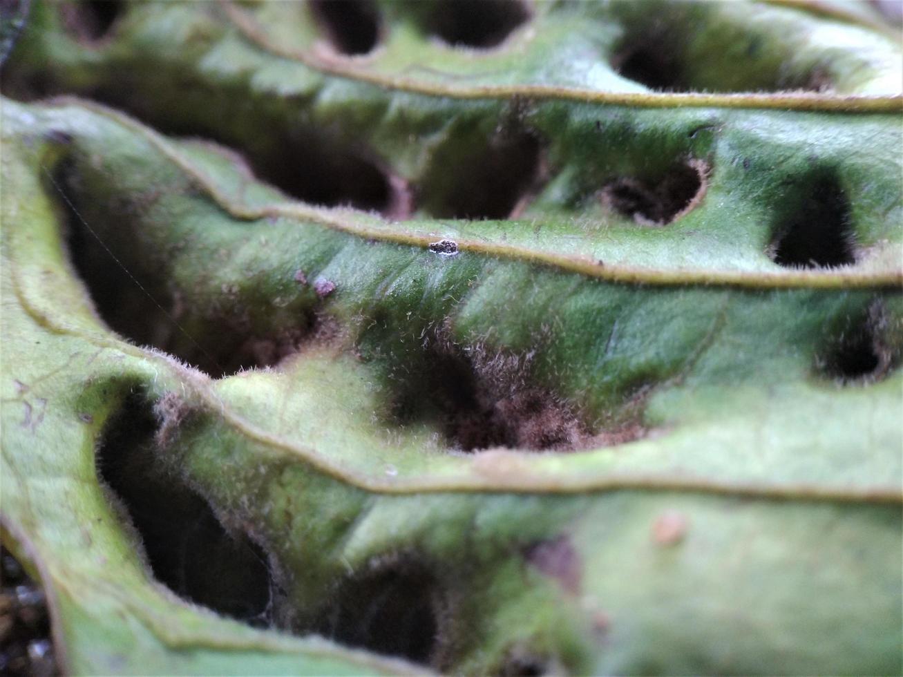 perforated leaf surface photo