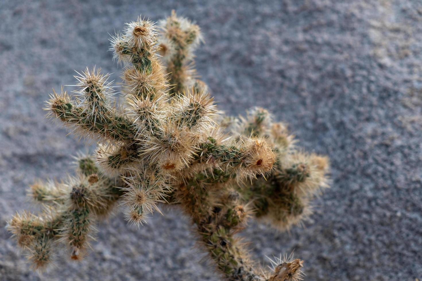 Joshua Tree National Park photo