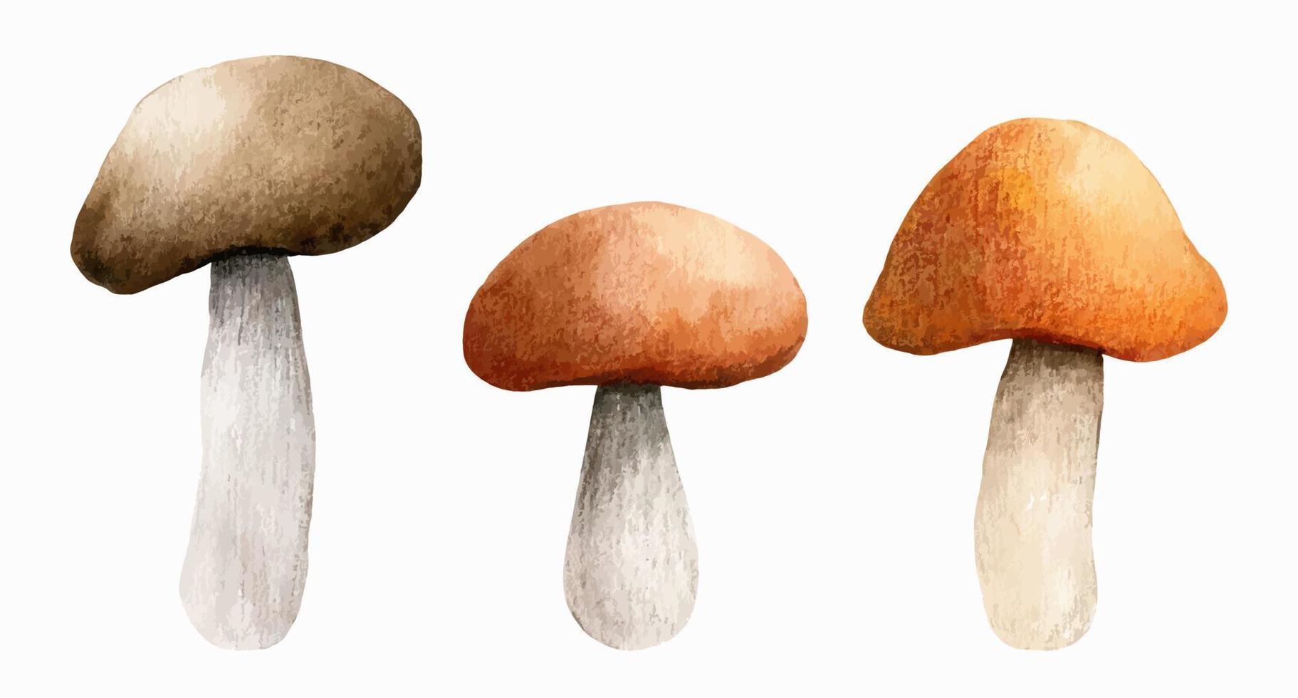 Set of autumn forest mushrooms. Brown cap boletus isolated on white background. Watercolor hand-drawn illustration. Perfect for your project, recipe, menu, cards, prints, covers, patterns, invitations vector