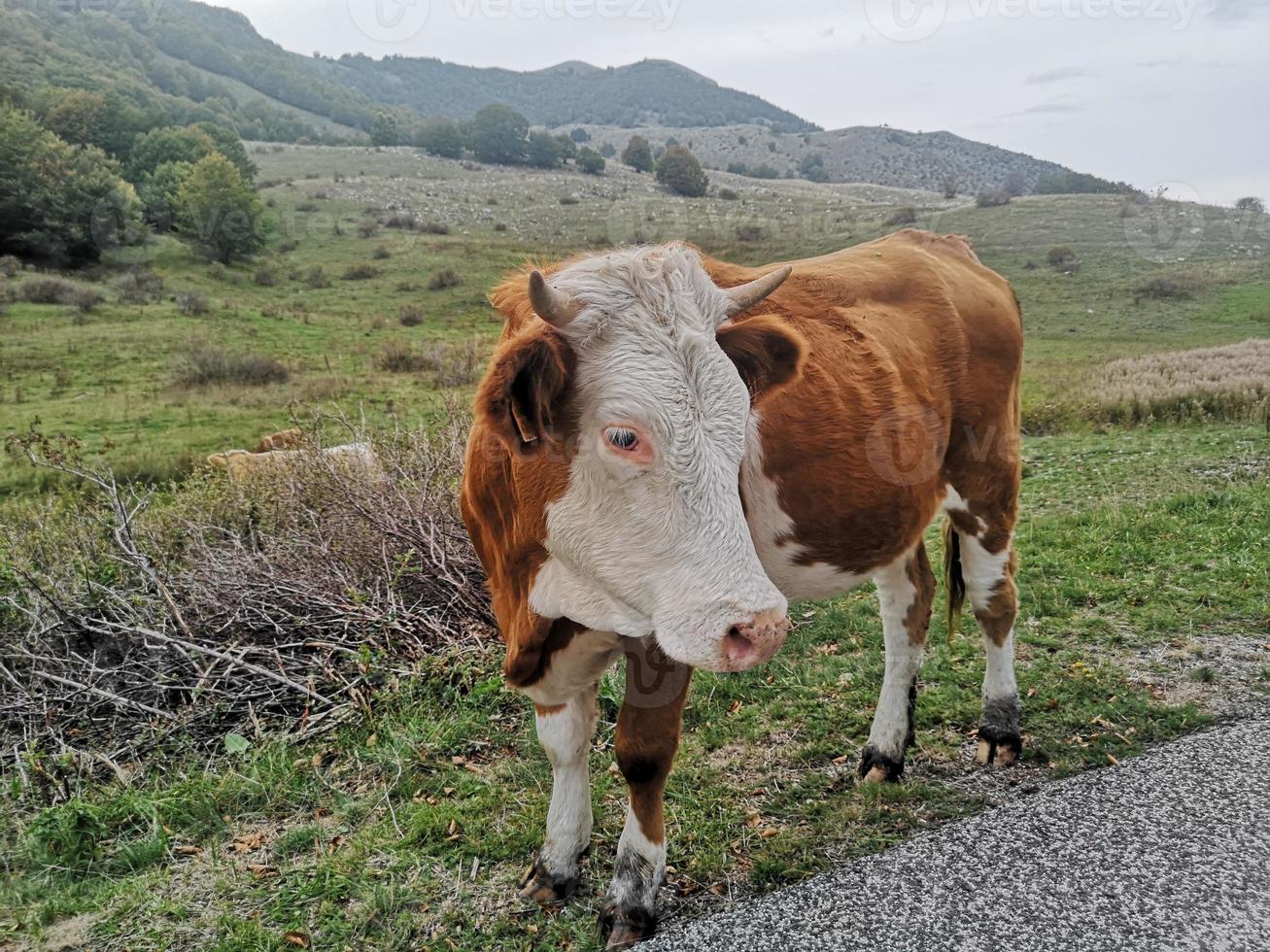 cow in mountain pasture photo