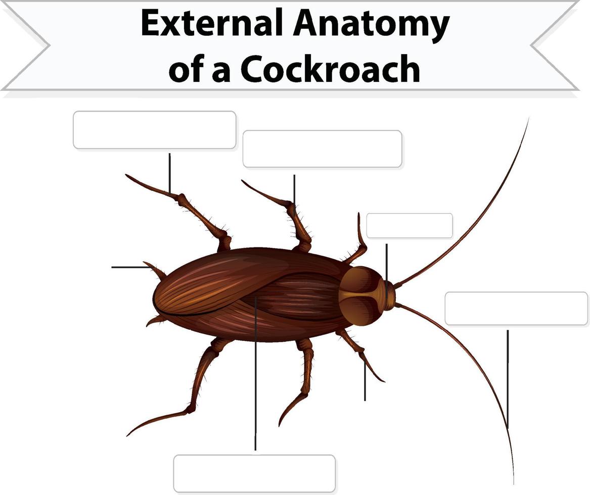 hoja de trabajo de anatomía externa de una cucaracha vector