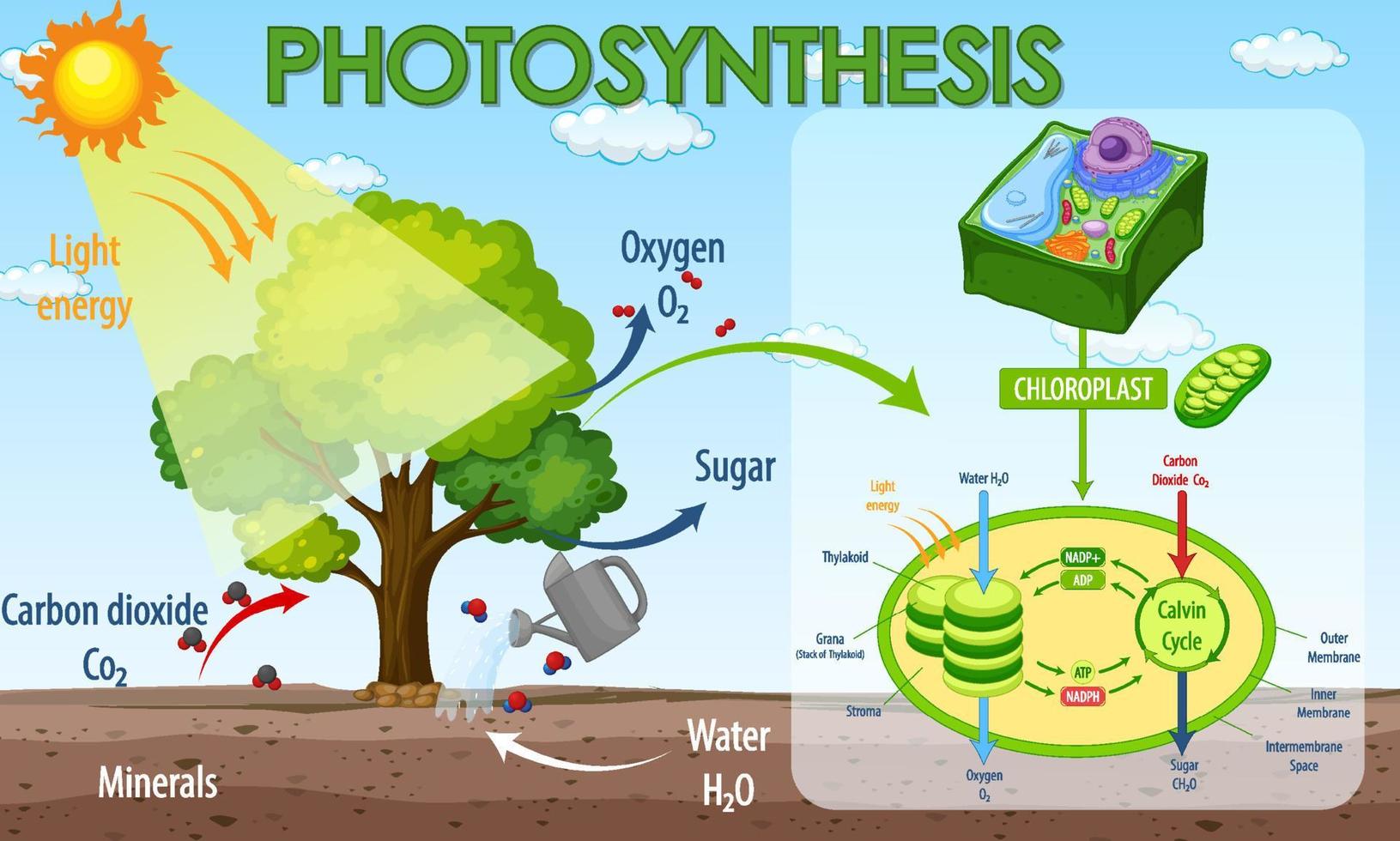 Diagram showing process of photosynthesis in plant vector