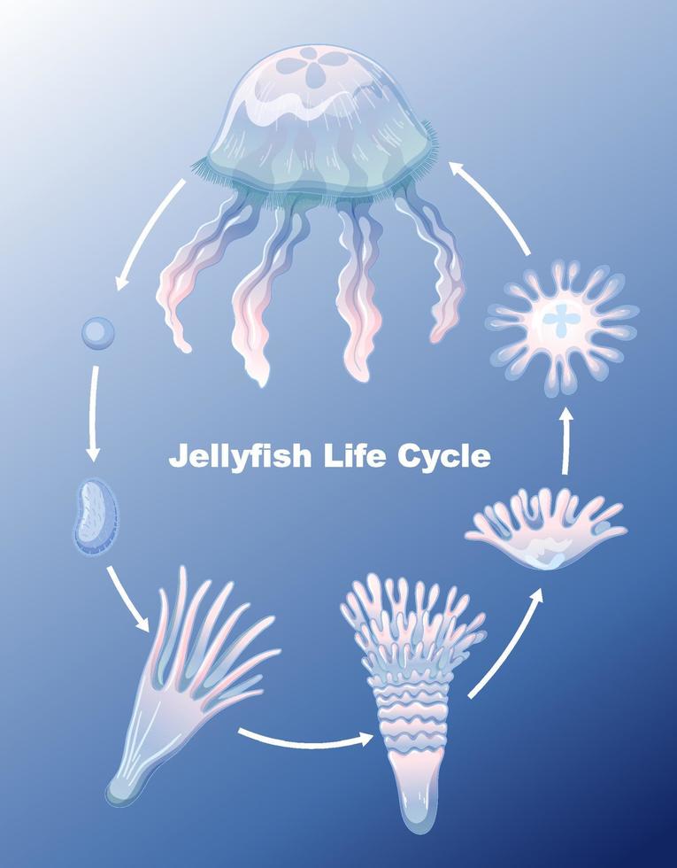 Jellyfish Life Cycle for kids education vector