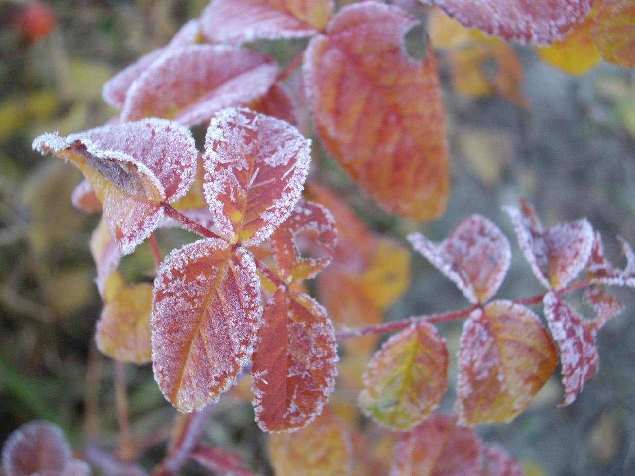 Autumn leaves of plants and fruits in case of frost photo