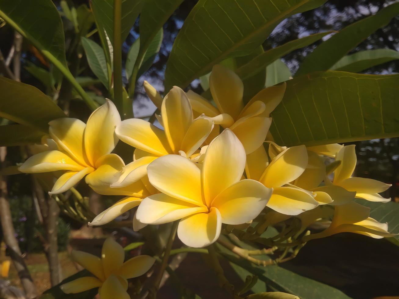frangipani flowers that bloom in the morning photo
