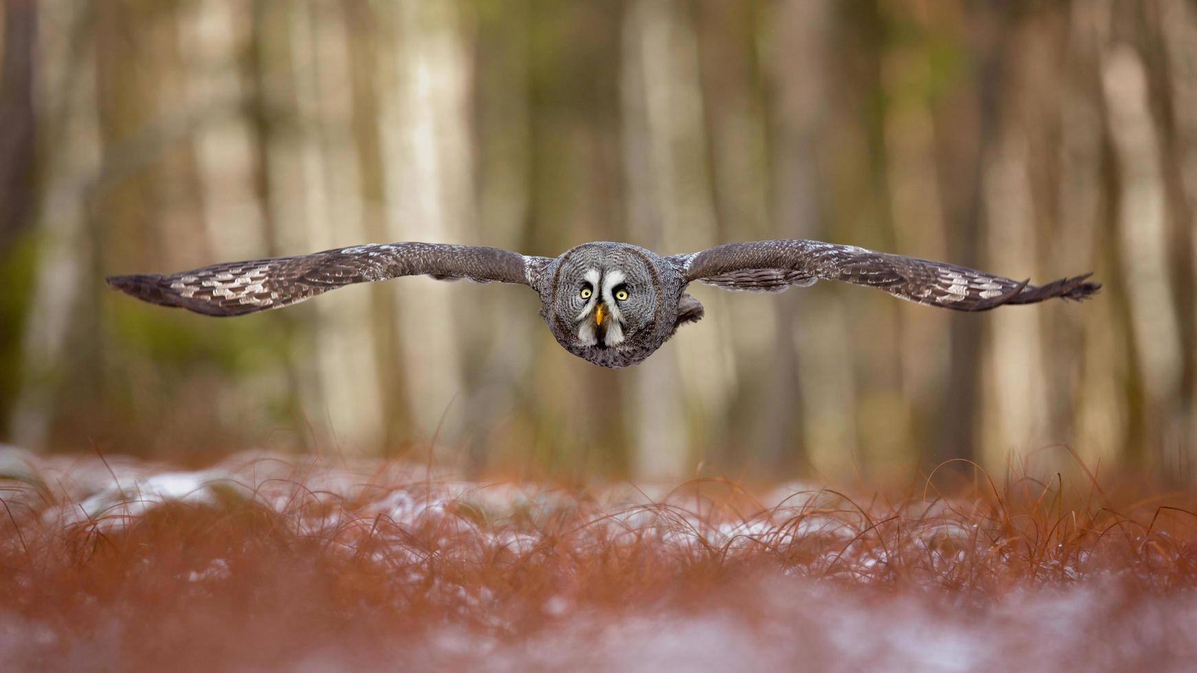 Great grey owl photo