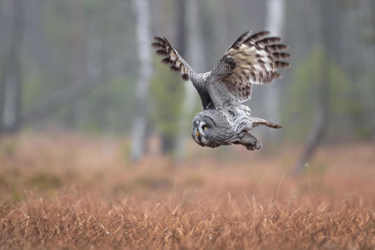 Great grey owl photo