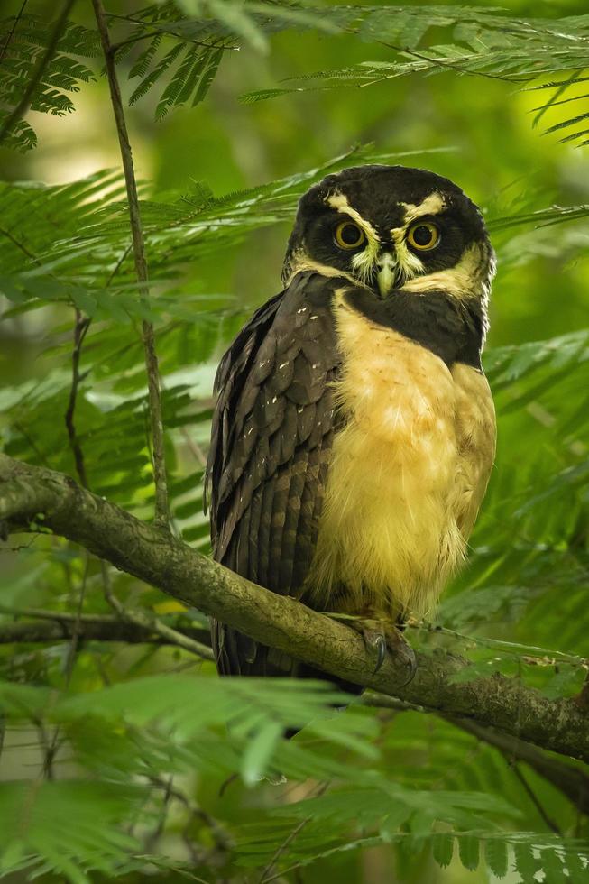 búho de anteojos, pulsatrix perspicillata foto