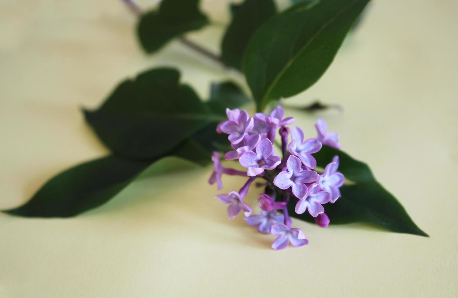 una rama lila con flores púrpuras y hojas verdes foto