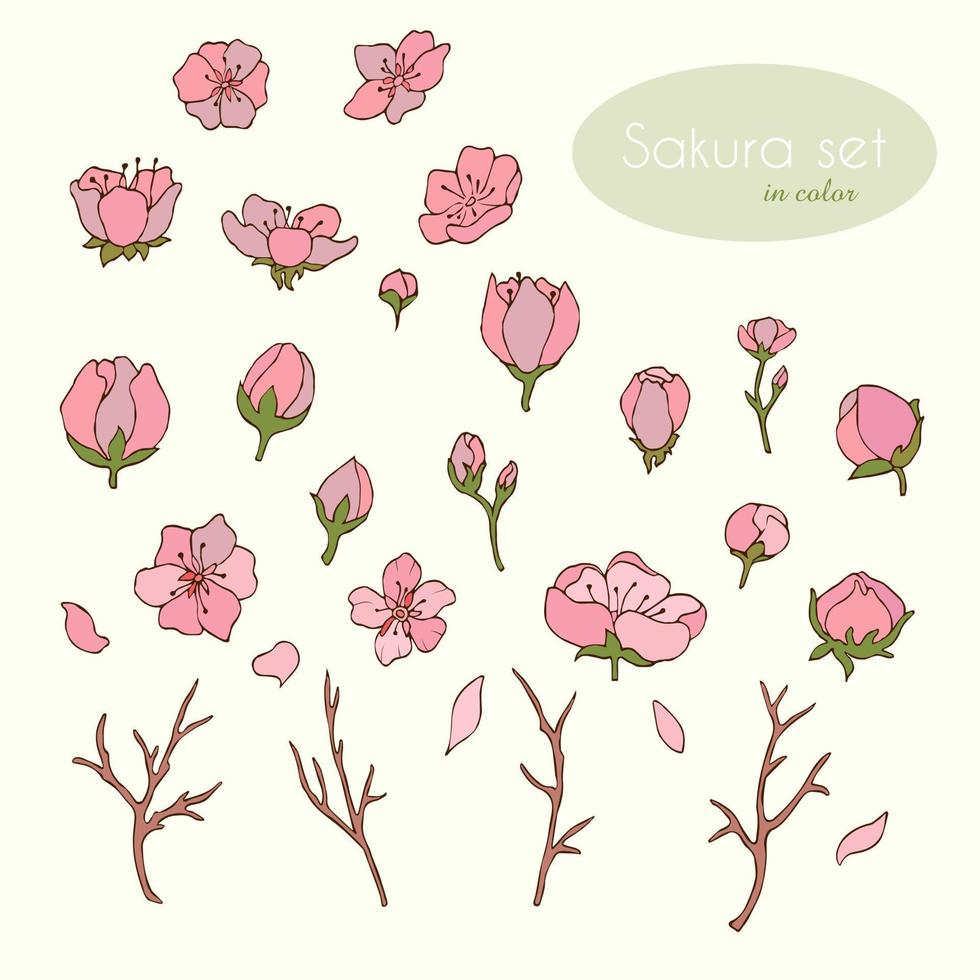 sakura en color. flores. cereza. sakura. ilustración vectorial. vector. vector stock. itemset. pétalos