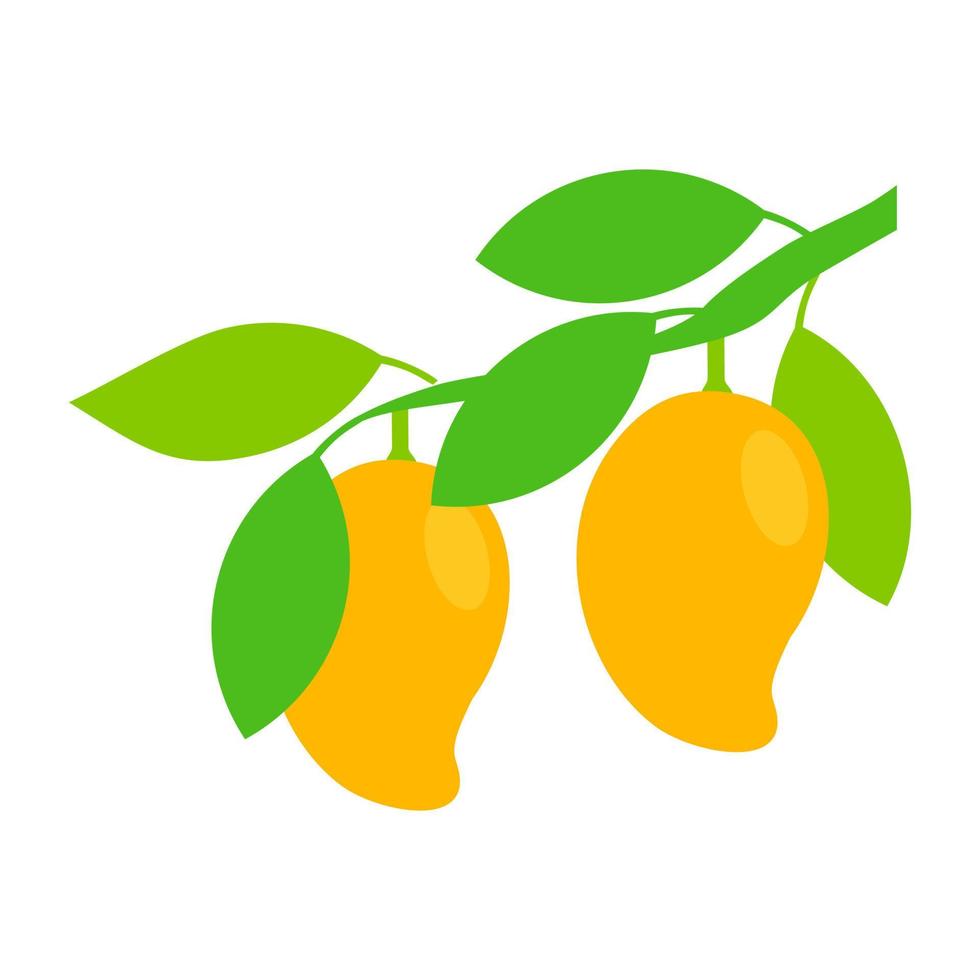 Ripe Mango tree bunch vector illustration isolated on white background