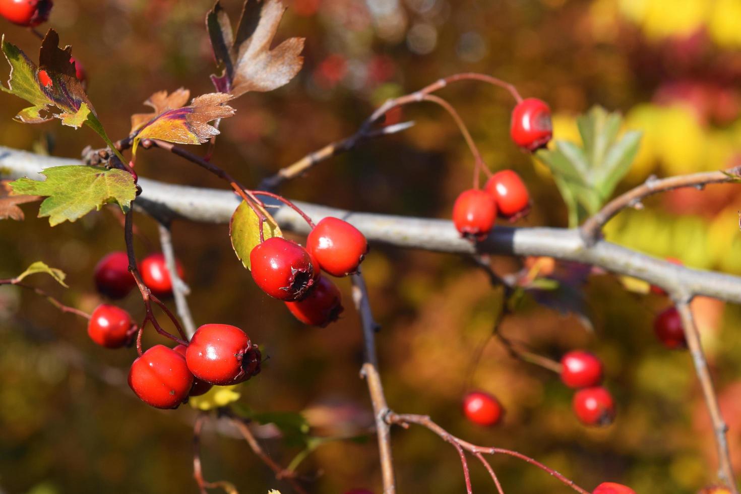 Fruto rojo de Crataegus monogyna, conocido como espino o espino de una sola semilla may, mayblossom, maythorn foto