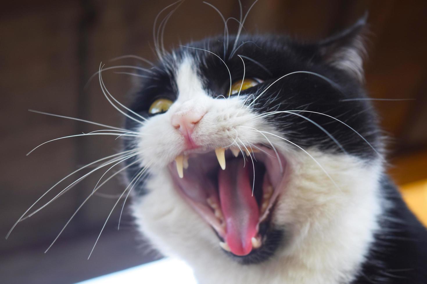 Angry Cat Face, Close Up, Looking Straight into Camera Stock Image