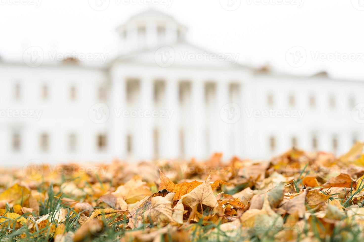 autumn time foliage leaves fall forest park nature photo