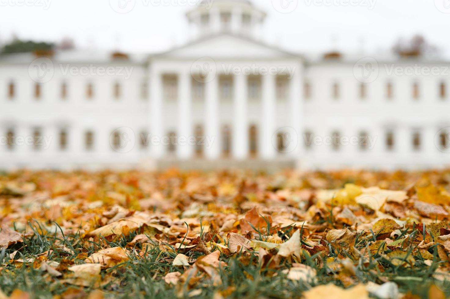 autumn time foliage leaves fall forest park nature photo