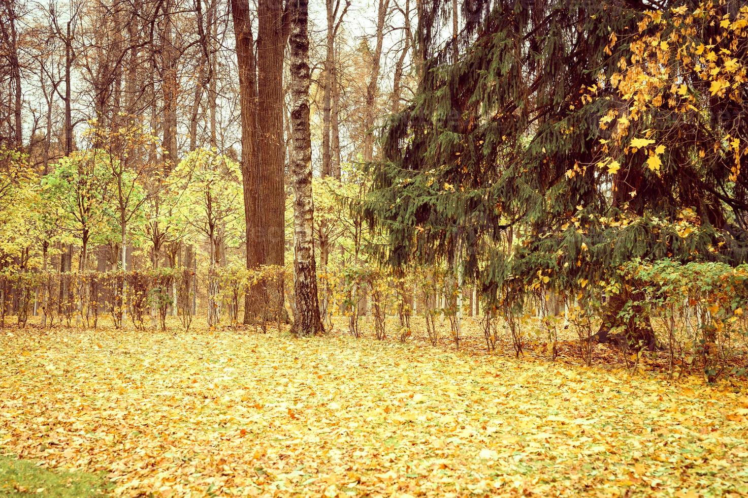 autumn time foliage leaves fall forest park nature photo