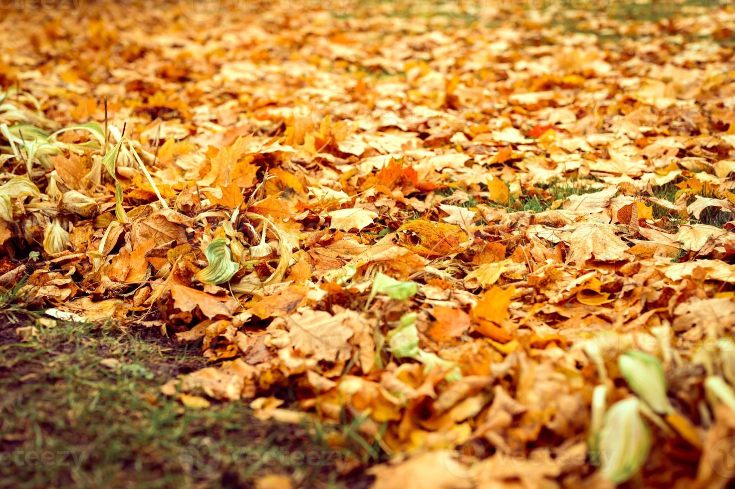 autumn time foliage leaves fall forest park nature photo