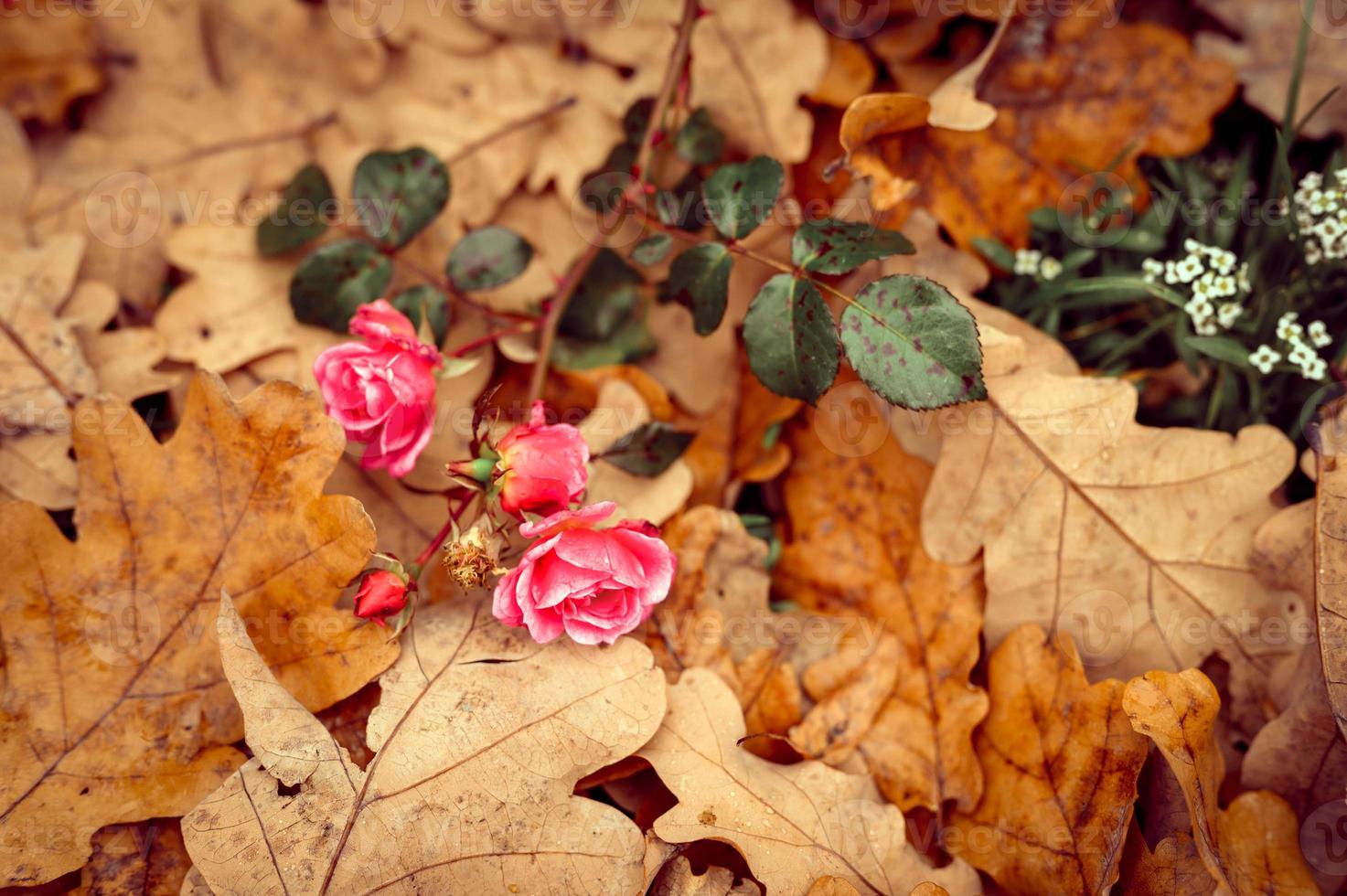 tiempo de otoño follaje hojas otoño parque forestal naturaleza foto