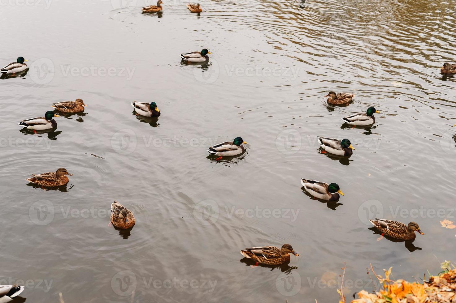 Varios patos salvajes de la ciudad nadan en el estanque de otoño con hojas caídas en el parque de otoño foto