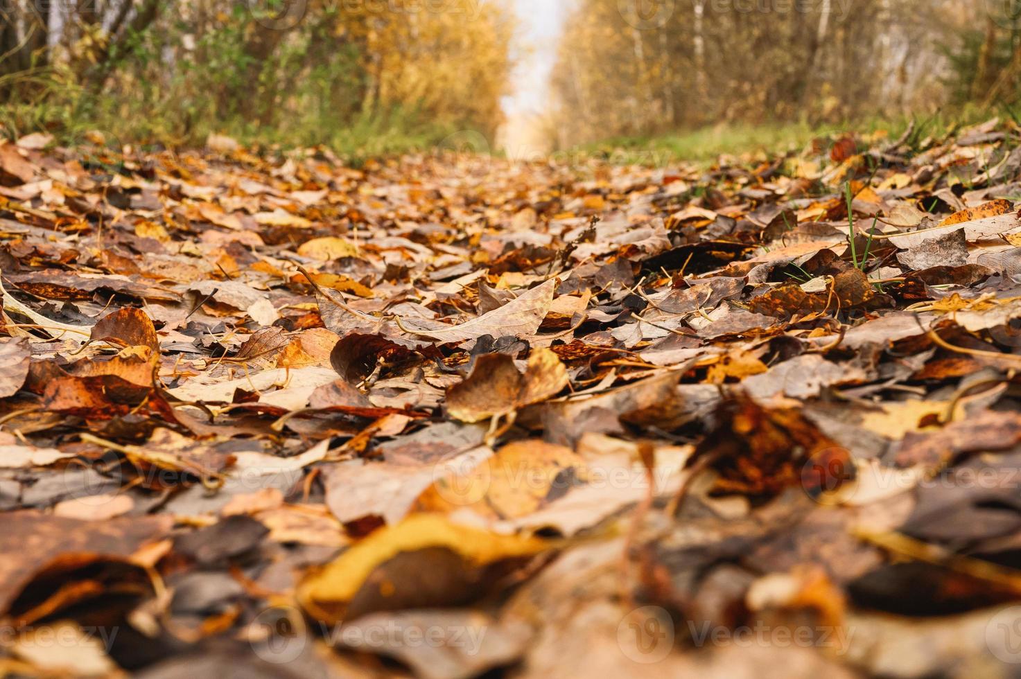 otoño dorado tiempo de otoño foto