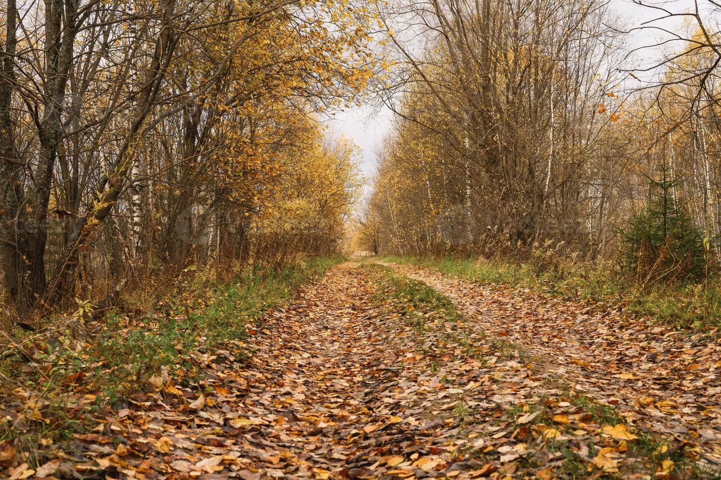 golden autumn fall time photo