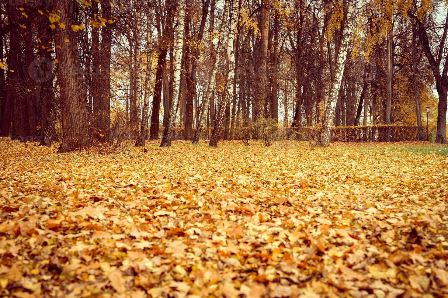 otoño dorado tiempo de otoño foto