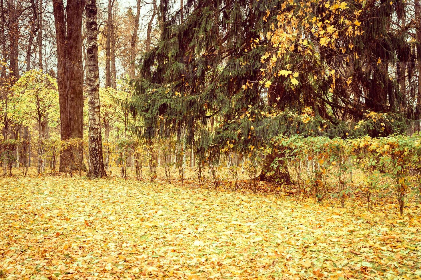 golden autumn fall time photo