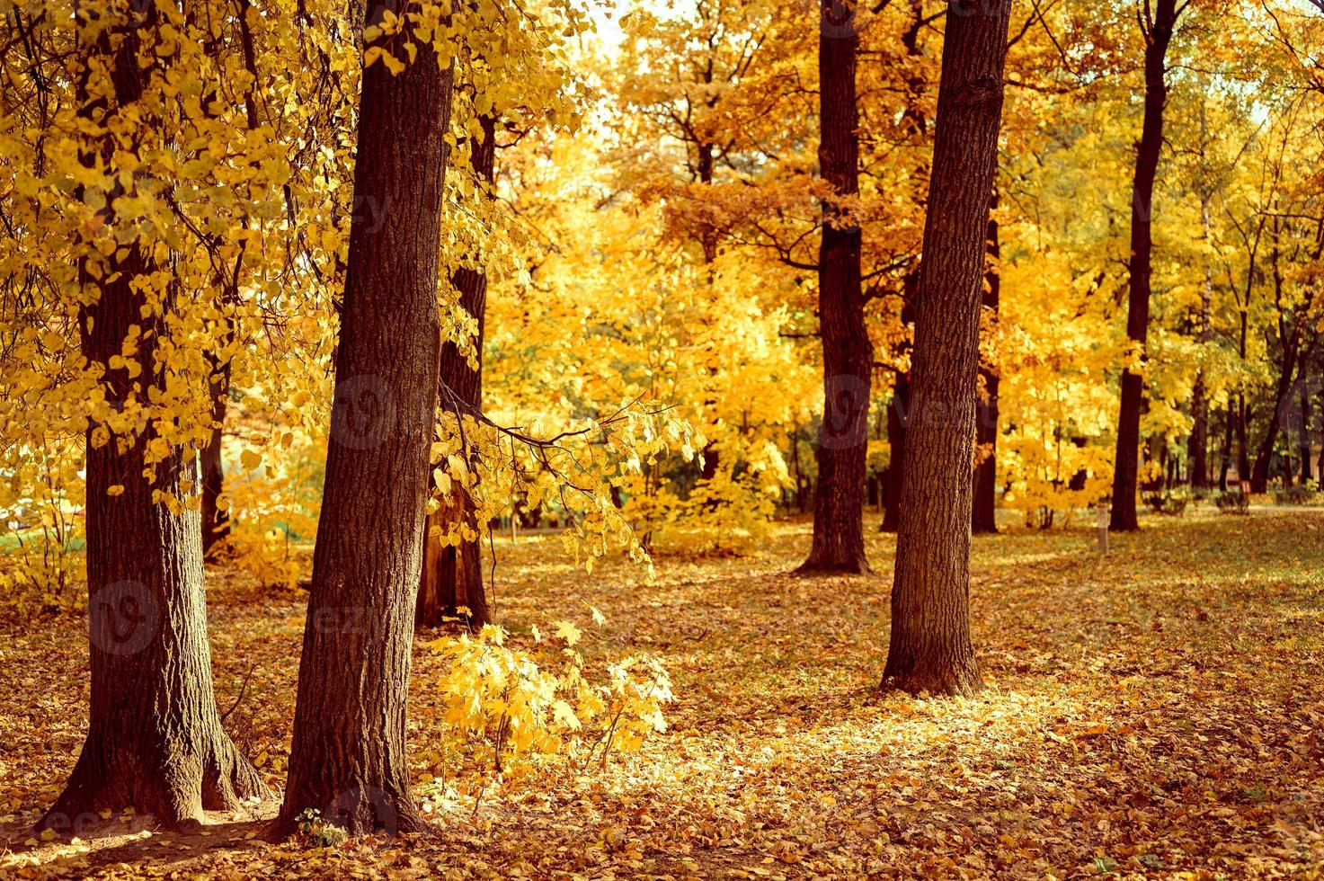 golden fall autumn time photo