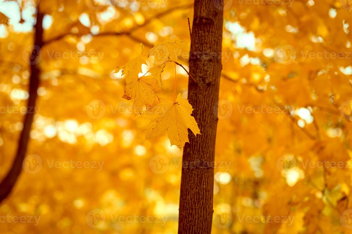 otoño dorado tiempo de otoño foto