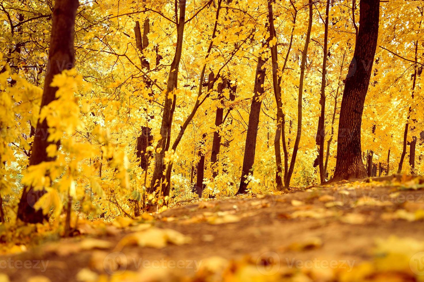 otoño dorado tiempo de otoño foto