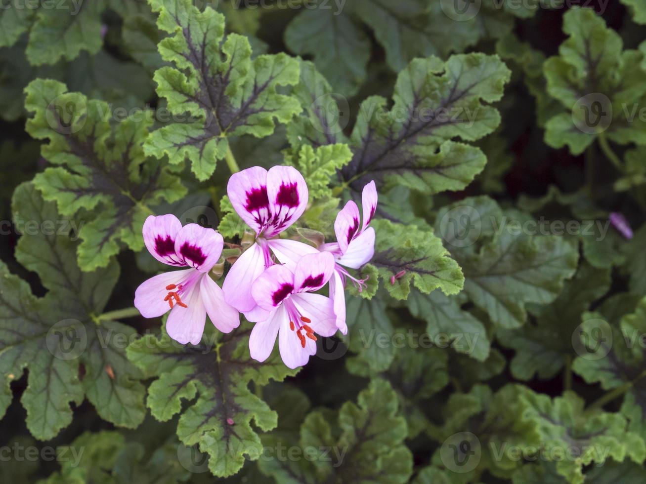 flor de geranio pelargonium rosa y hojas verdes foto