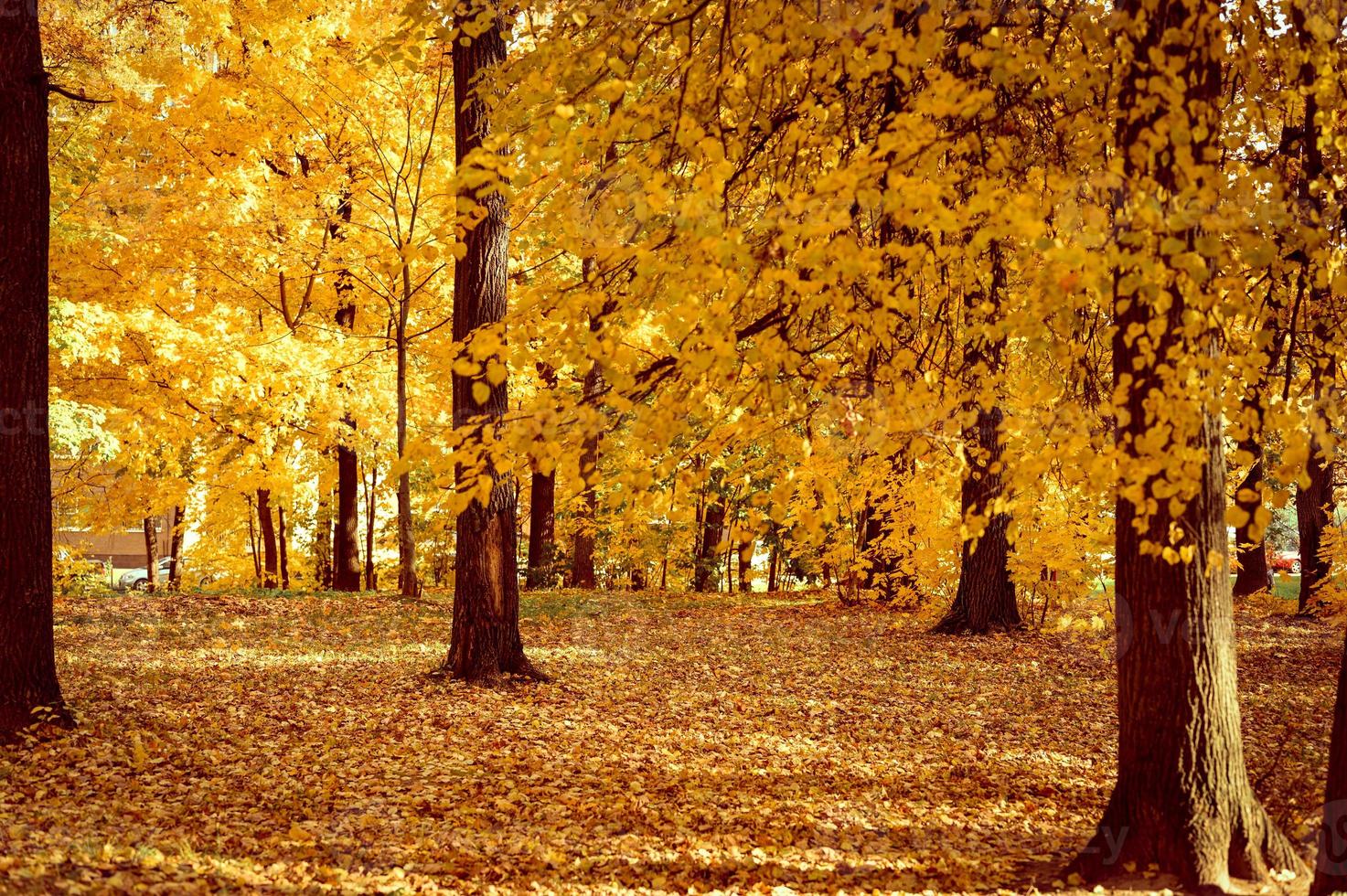 golden fall autumn time photo