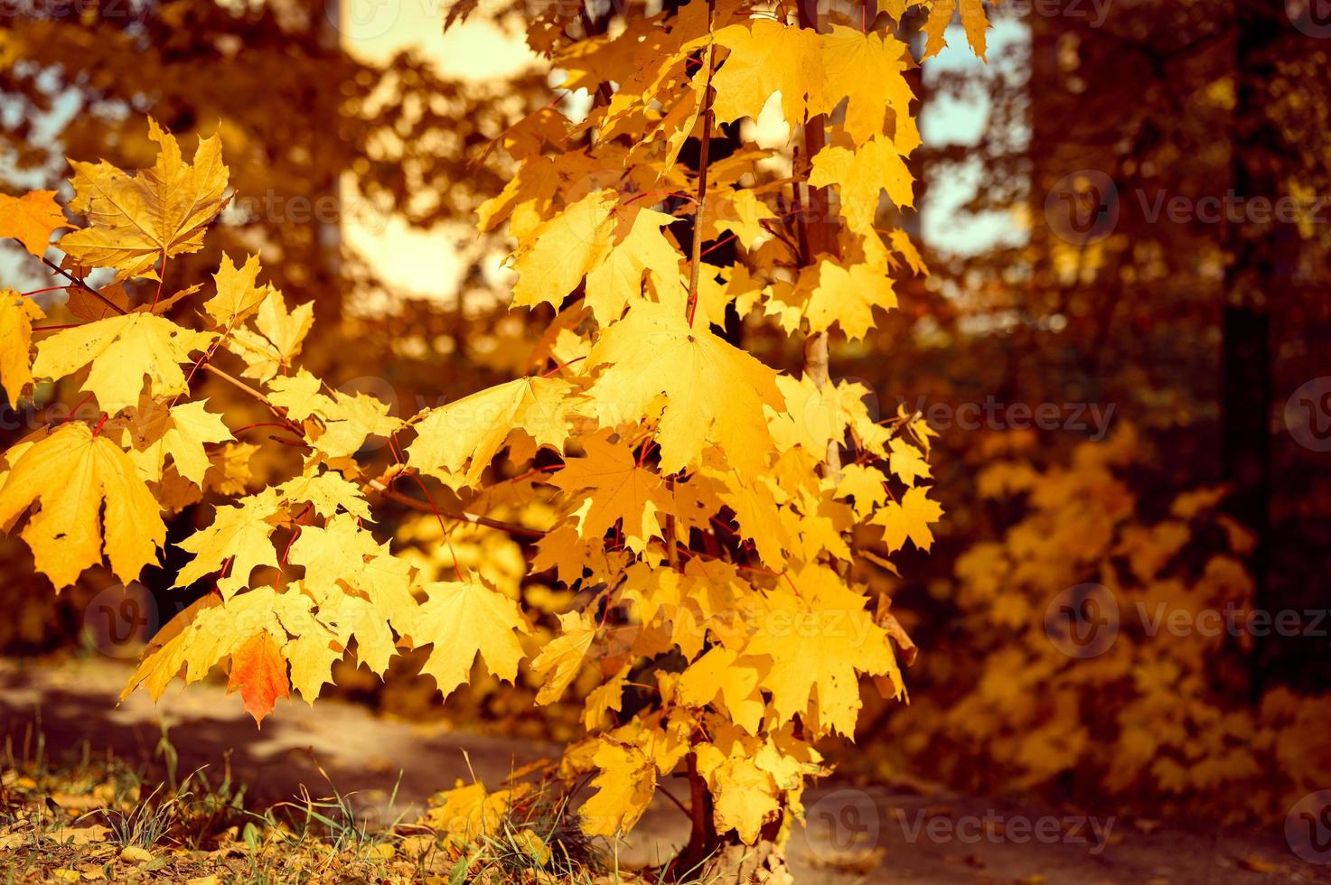 otoño dorado tiempo de otoño foto