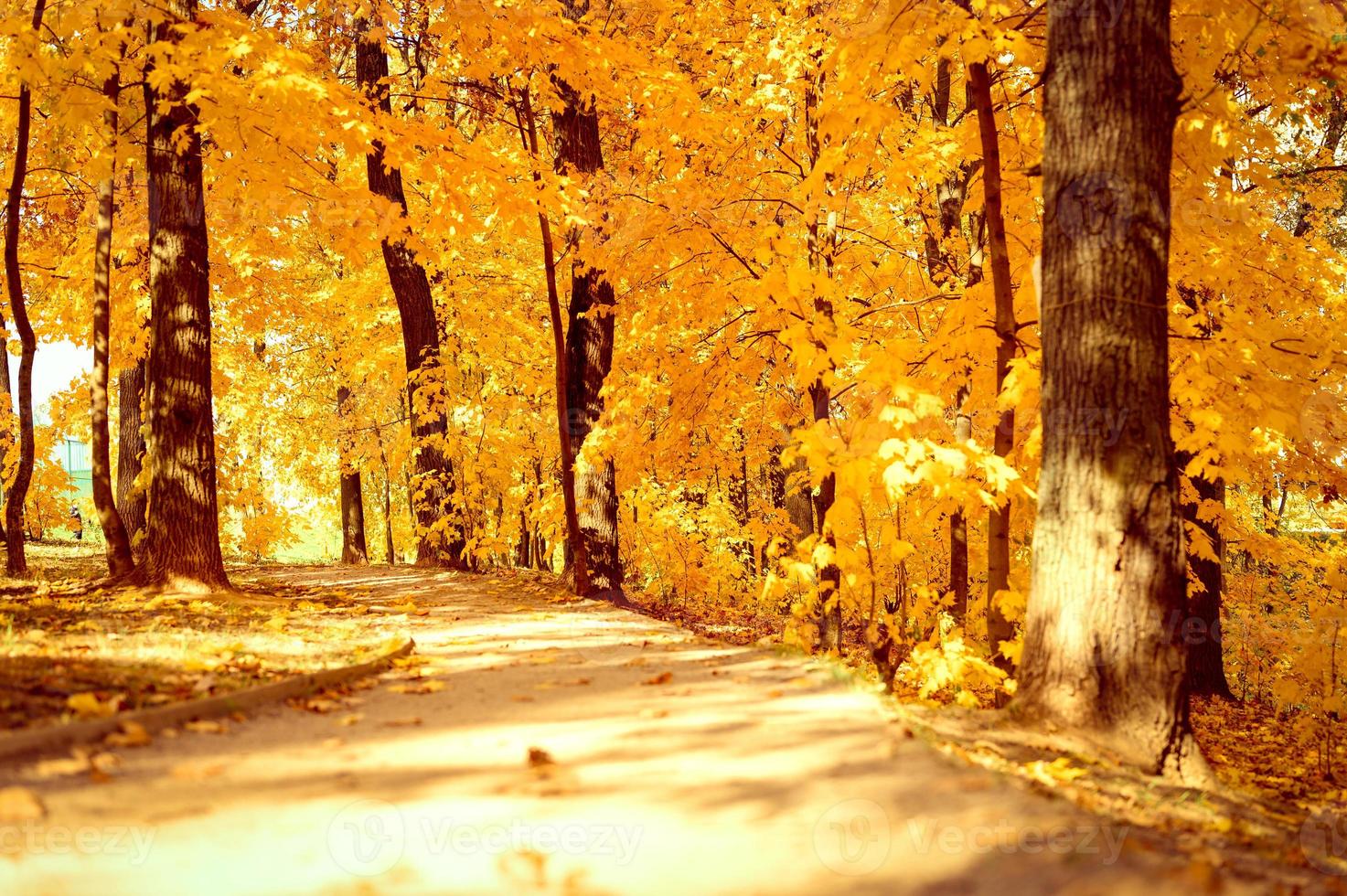 golden fall autumn time photo