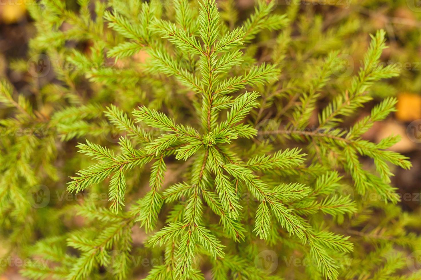 un pequeño abeto o abeto de hoja perenne en crecimiento en el bosque de otoño foto