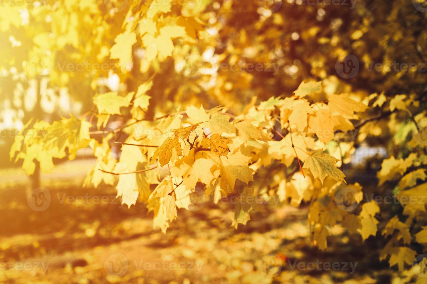 golden fall autumn time photo