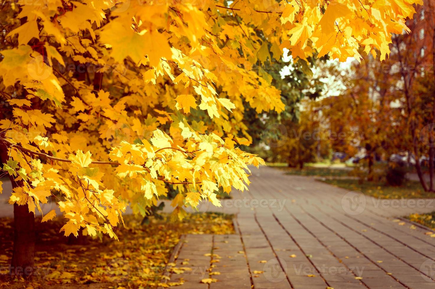 golden fall autumn time photo